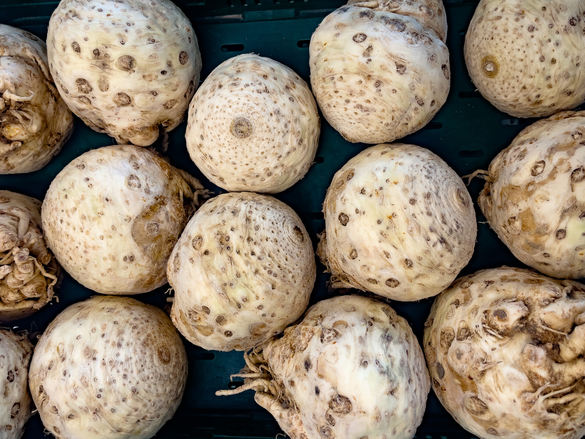 Sorting celeriac with cameras and AI (5)