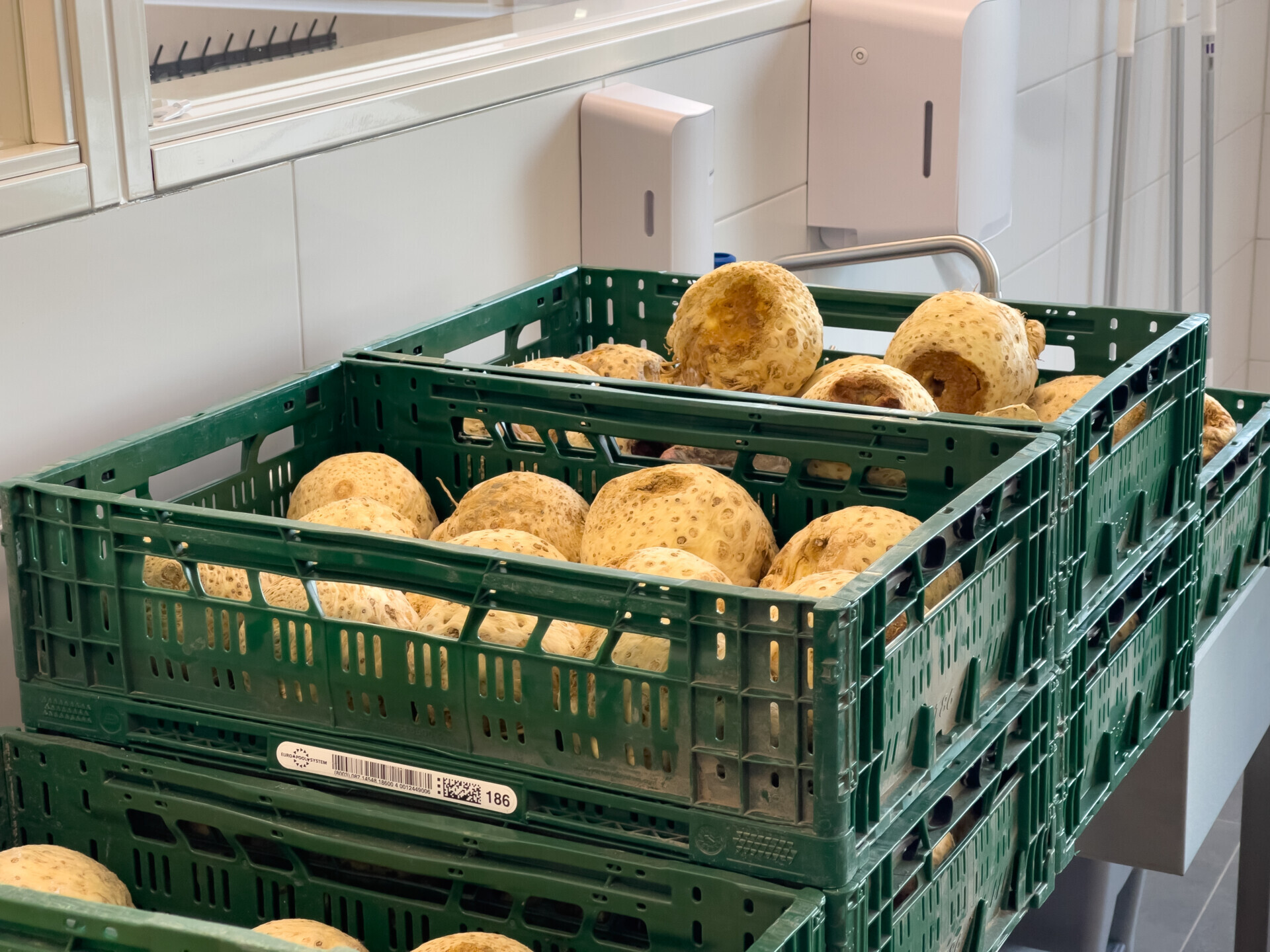 Sorting celeriac with cameras and AI (6)